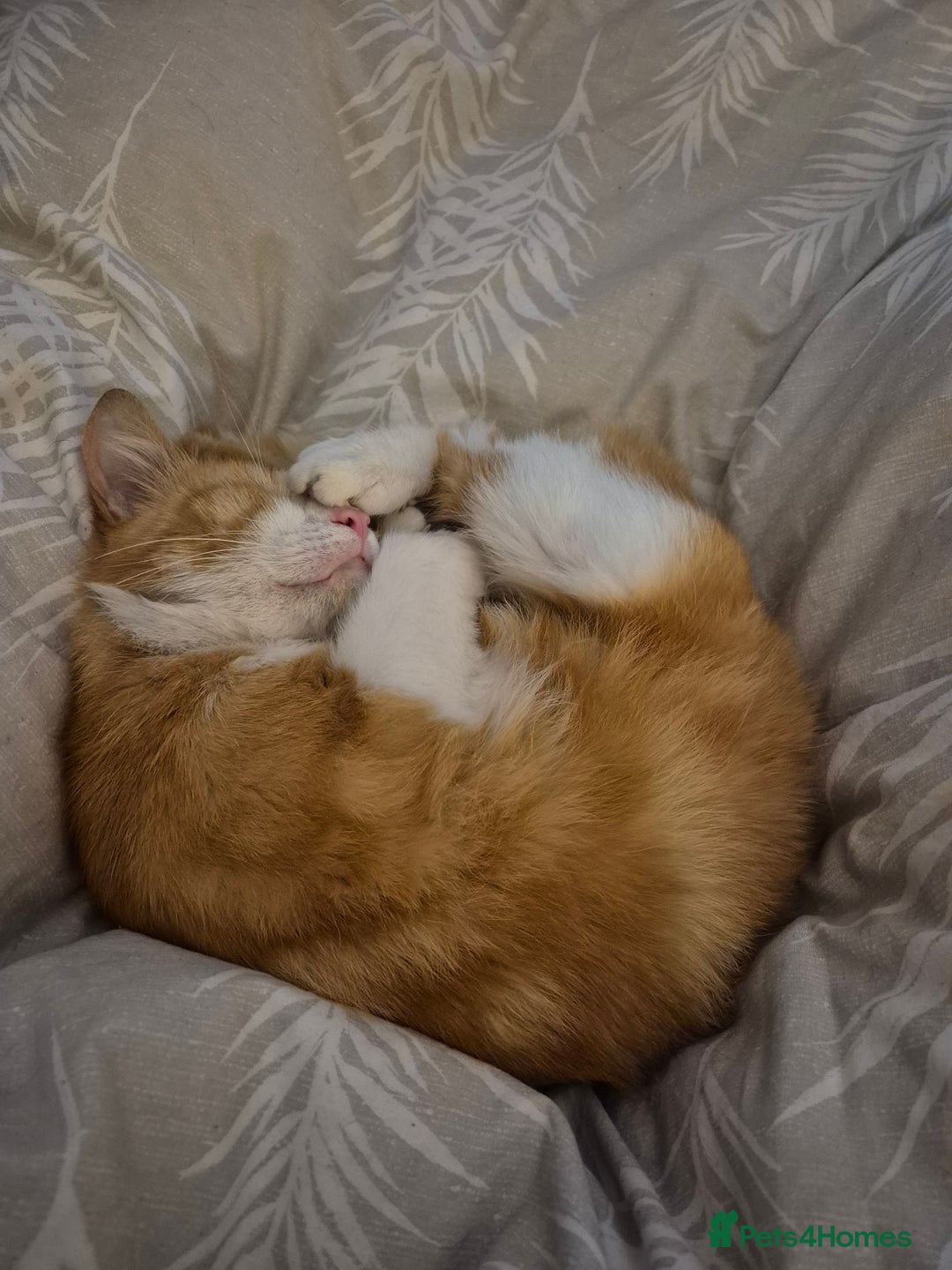Domestic Shorthair cats for sale: Ginger male cat for rehoming  - Advert 5
