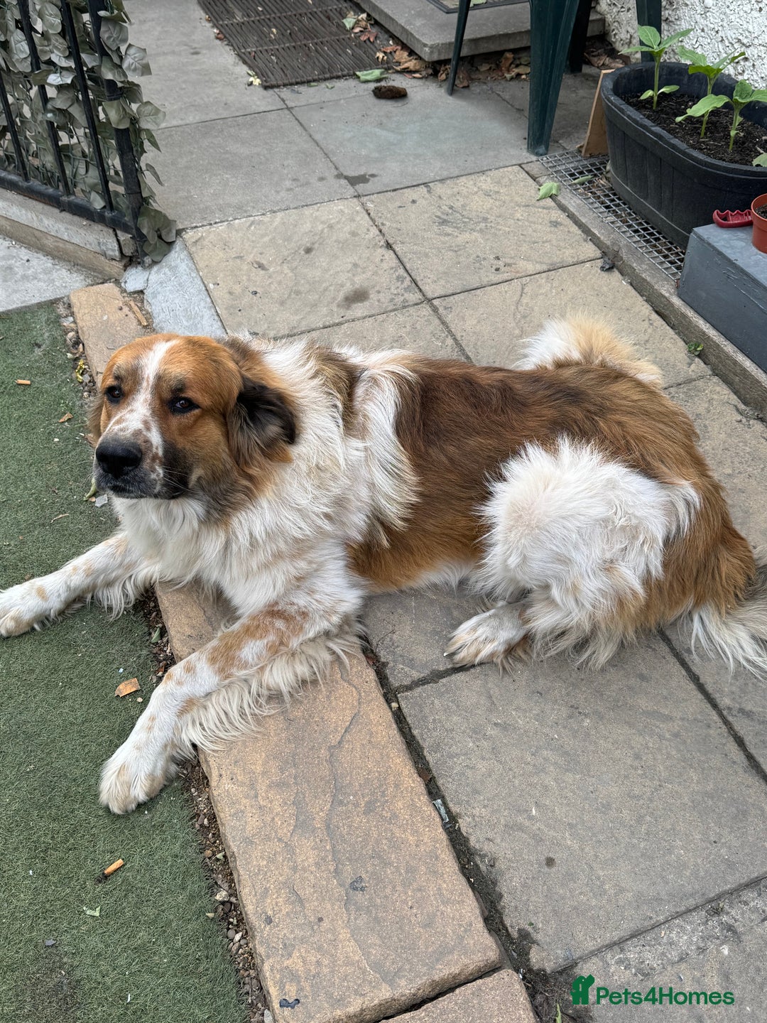 Newfoundland dogs for sale: Newfoundland 2 year old  - Advert 2