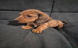 Miniature Dachshund dogs for sale: Miniature Dachshund Puppies  - Image 4