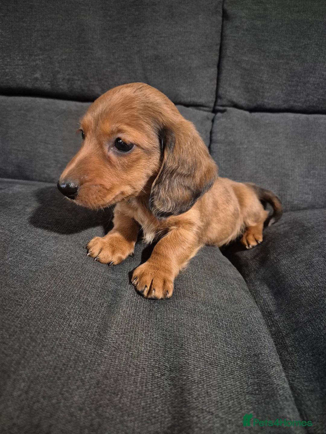Miniature Dachshund dogs for sale: Miniature Dachshund Puppies  - Image 4