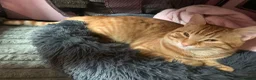 American Shorthair cats for sale: Mia and Oliver - Advert 4