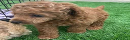 Toy Poodle dogs for sale: Kc red toy poodle puppys - Advert 8