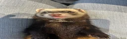Ferret rodents for sale: Poppy and Star - Advert 5