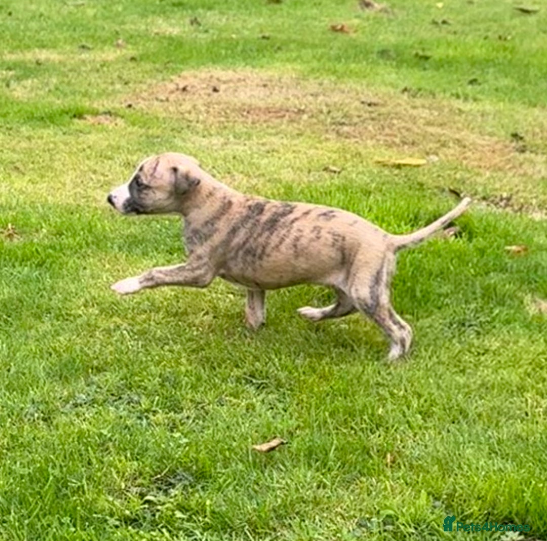 Whippet dogs for sale: SUPER KC Whippet puppies Show bred - Image 12