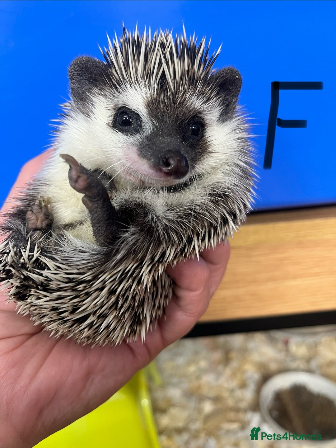 Pygmy Hedgehog rodents for sale: Stunning girls & unrelated boy ready now  - Image 1