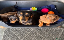 Dachshund dogs for sale: KC PRA Miniature smooth hair dachshund puppies  - Image 13