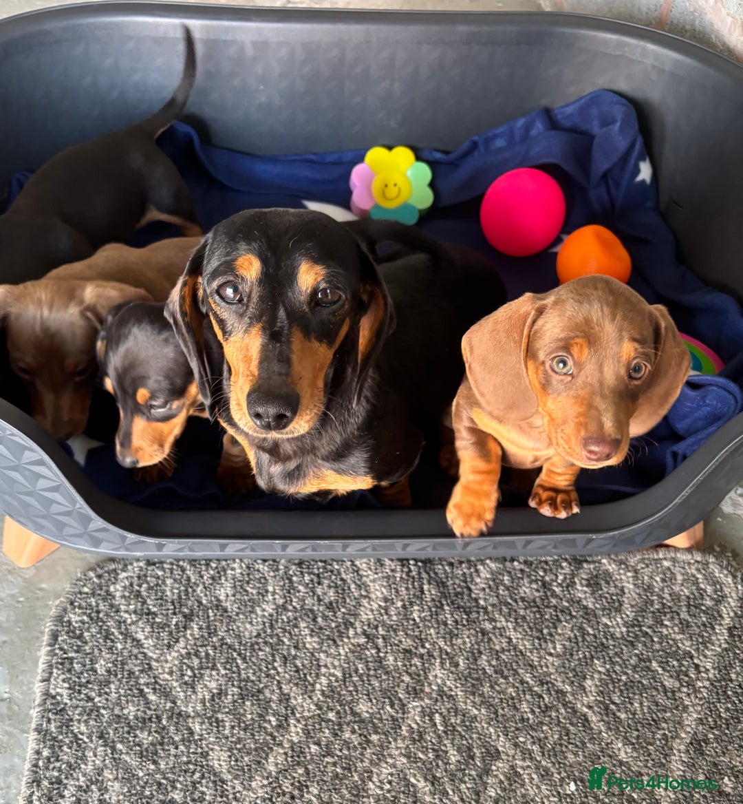Dachshund dogs for sale: KC PRA Miniature smooth hair dachshund puppies  - Image 13