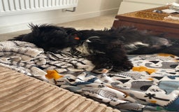 Cockapoo dogs for sale: Manny  - Image 14