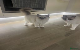 Ragdoll cats for sale: Female kitten become available! Pure Ragdoll in Derby - Image 2