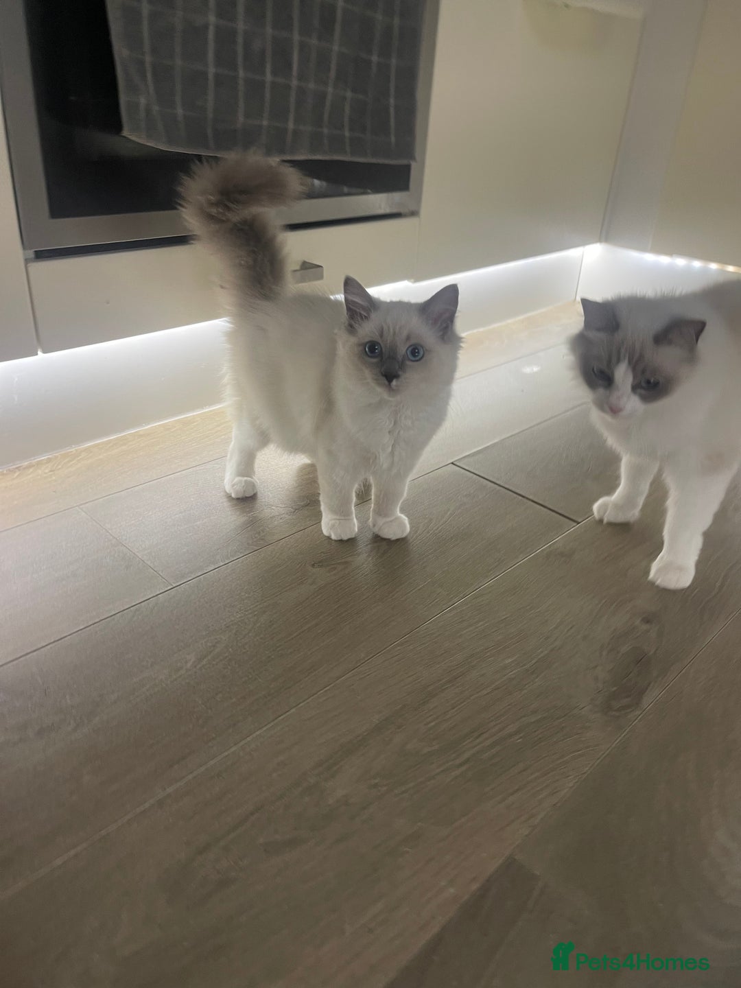 Ragdoll cats for sale: Female kitten become available! Pure Ragdoll in Derby - Image 2
