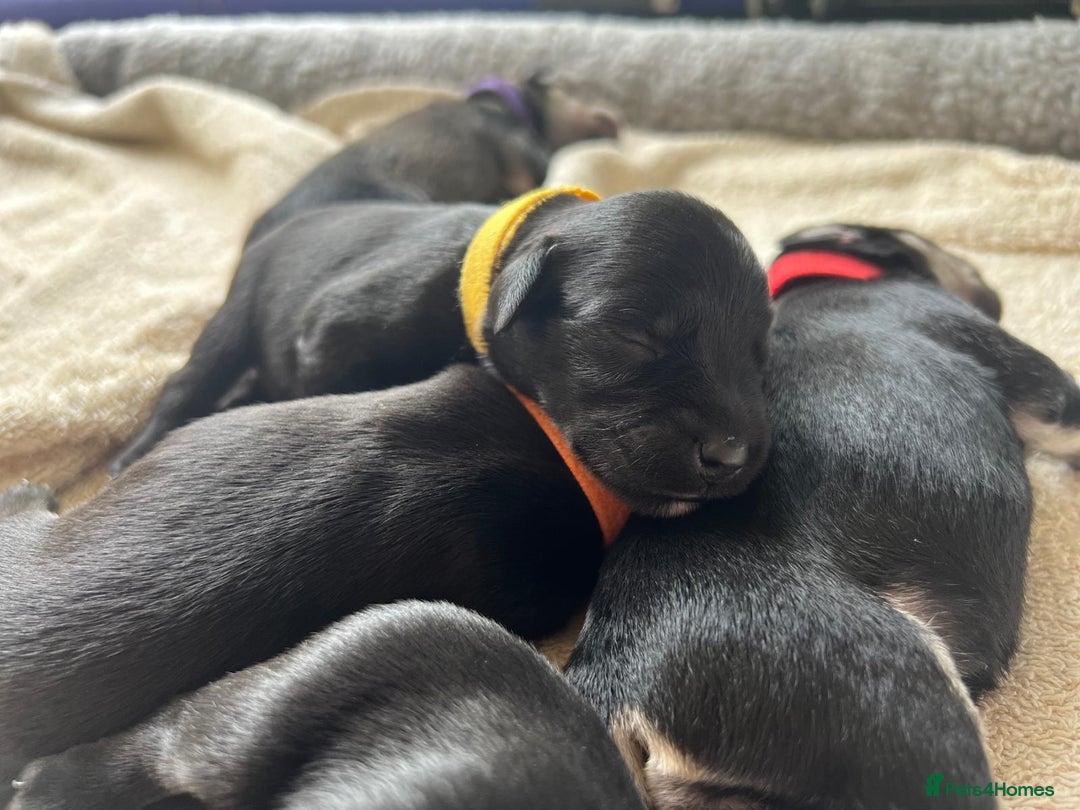 Miniature Schnauzer dogs for sale: Miniature Schnauzer Puppies - Image 20
