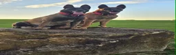Belgian Shepherd Dog dogs for sale: 2 Belgian Malinois female pups - Advert 1