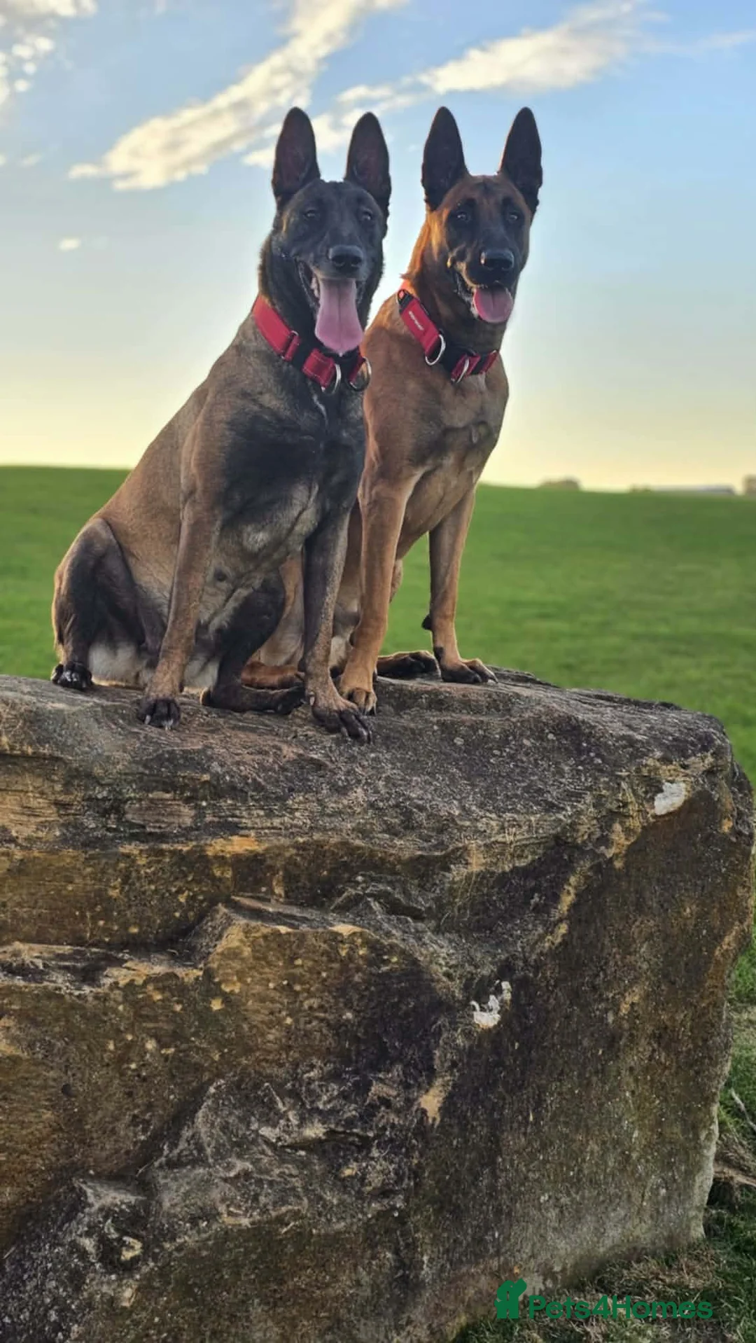 Belgian Shepherd Dog dogs for sale: 2 Belgian Malinois female pups - Advert 1