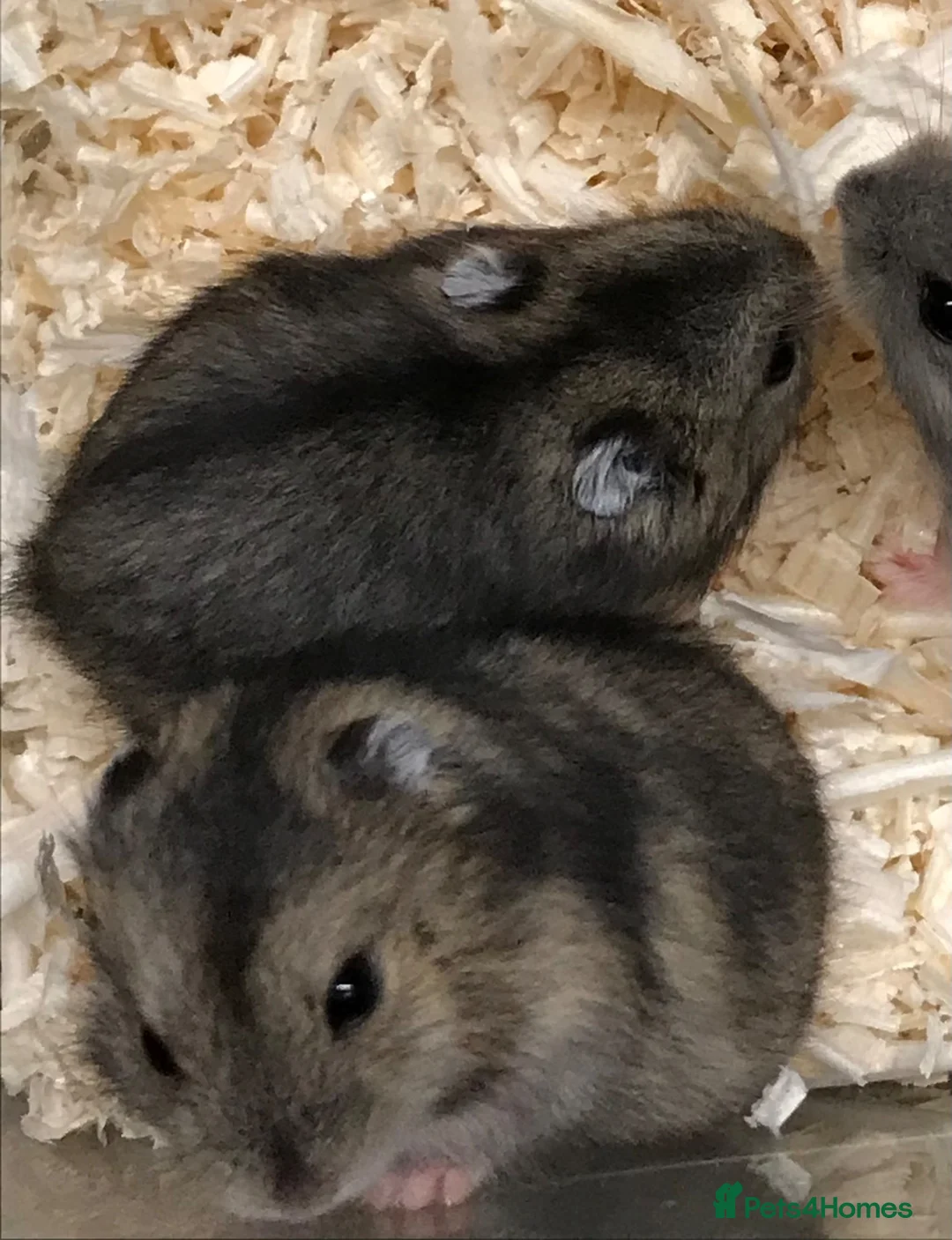 Hamster rodents for sale: Baby Winter White Russians from our show stock  - Advert 15
