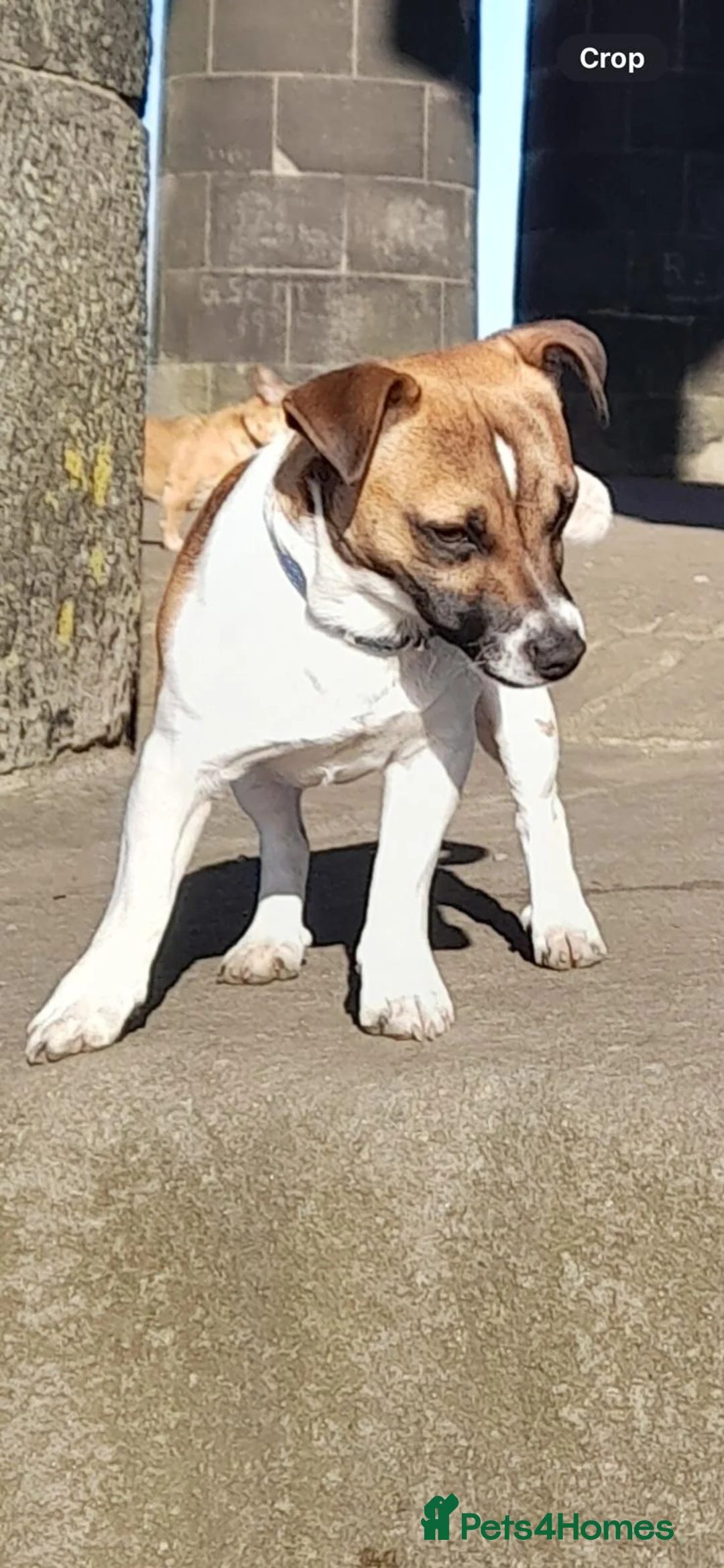 Jack Russell dogs for stud: Miniature Jack Russell for Stud in Newcastle upon Tyne - Advert 6