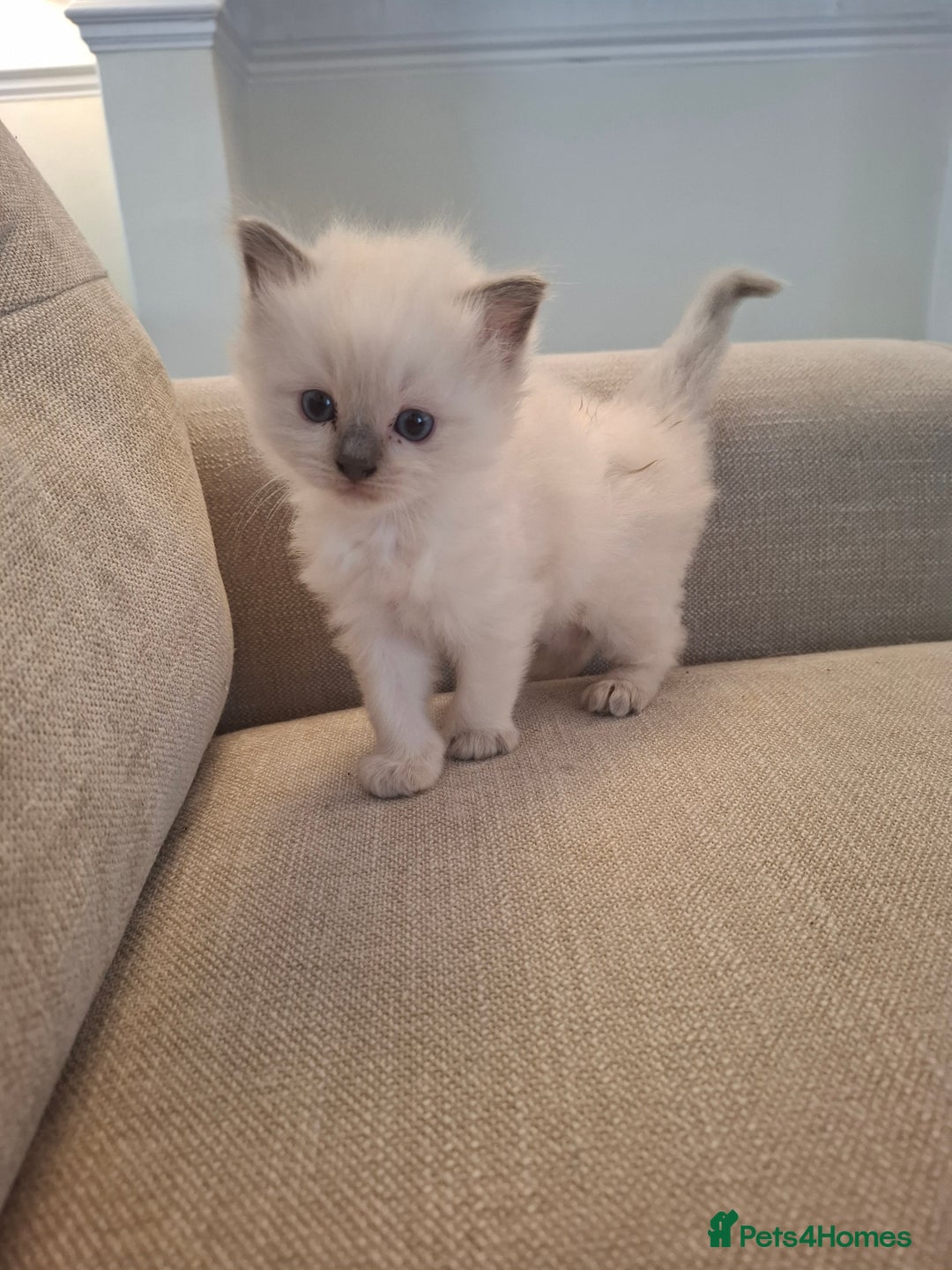 Ragdoll cats for sale: 🩵Blue Point KITTENS for sale!🩵 - Image 22
