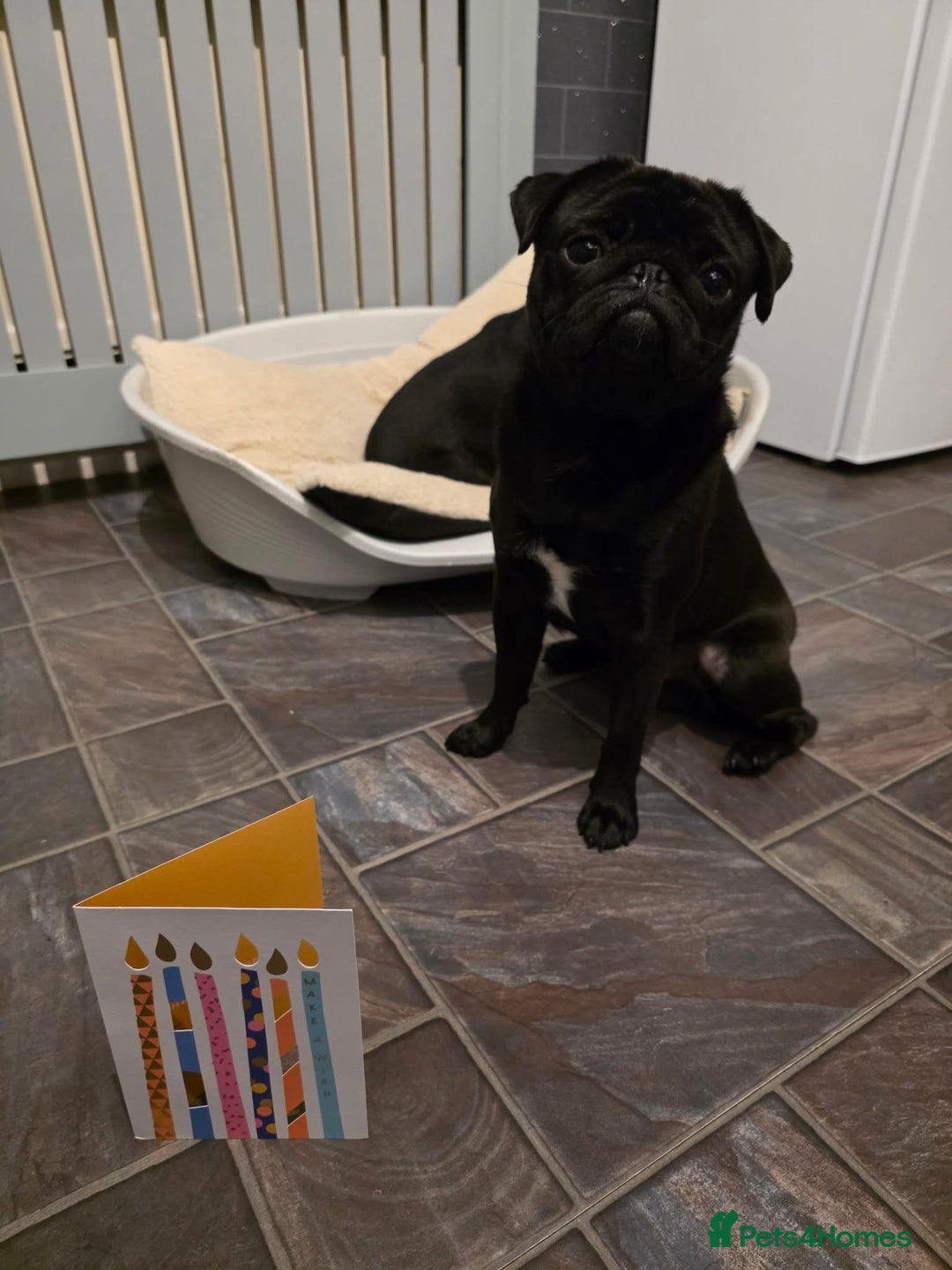 Pug dogs for stud: Pug for stud only  - Advert 3