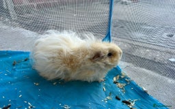 Guinea Pig rodents for sale: Lunkyara boar guinea pigs - Image 2