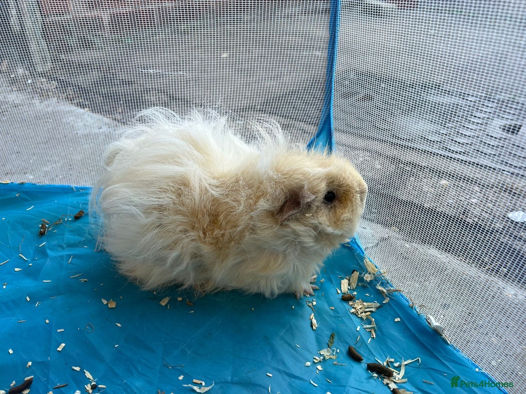 Guinea Pig rodents for sale: Lunkyara boar guinea pigs - Image 2