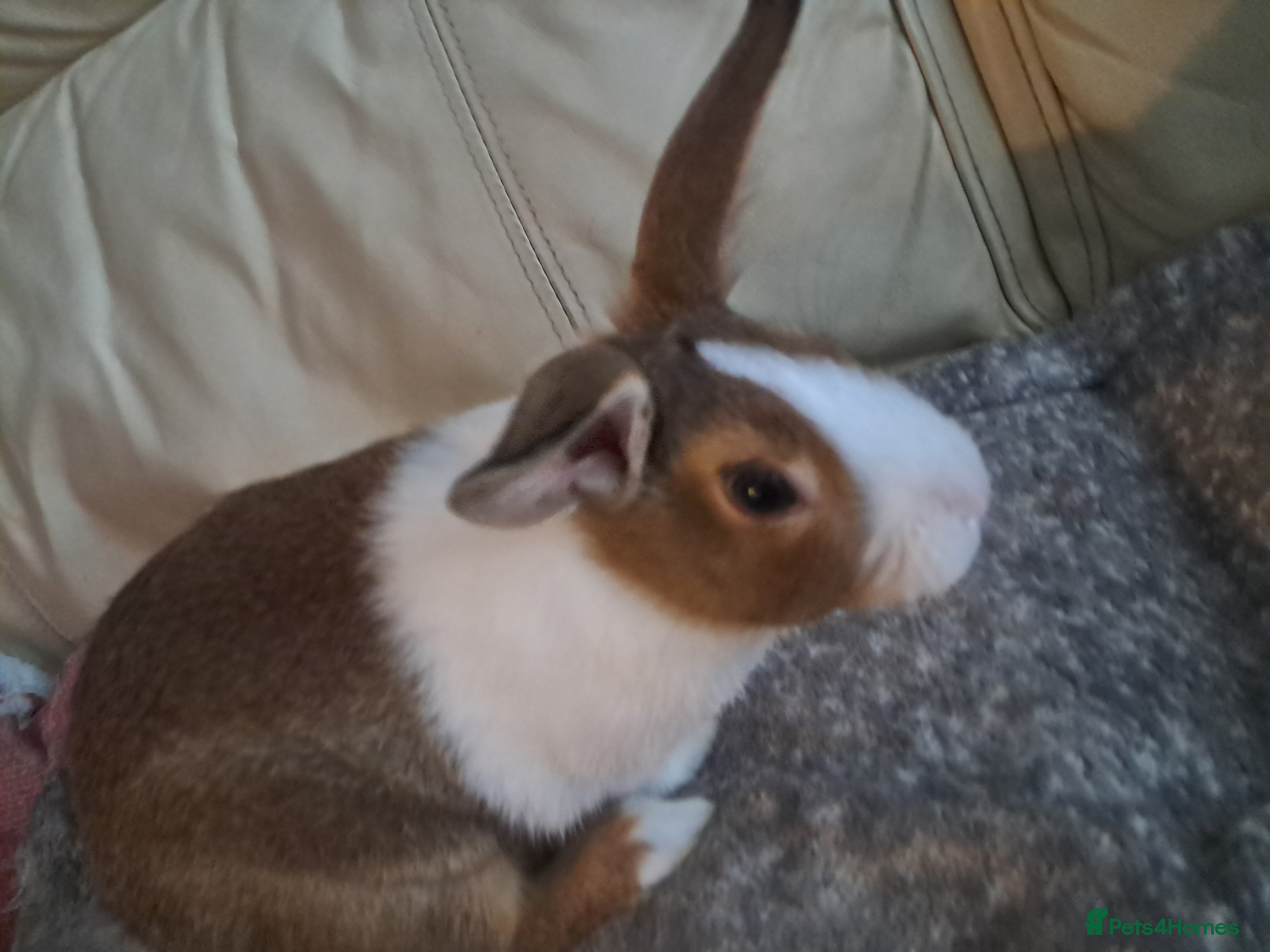 Dutch rabbits 1 baby male rabbit  - Advert 1