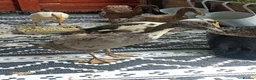 Mixed Breed livestock for sale: Indian Runner ducks  - Advert 17