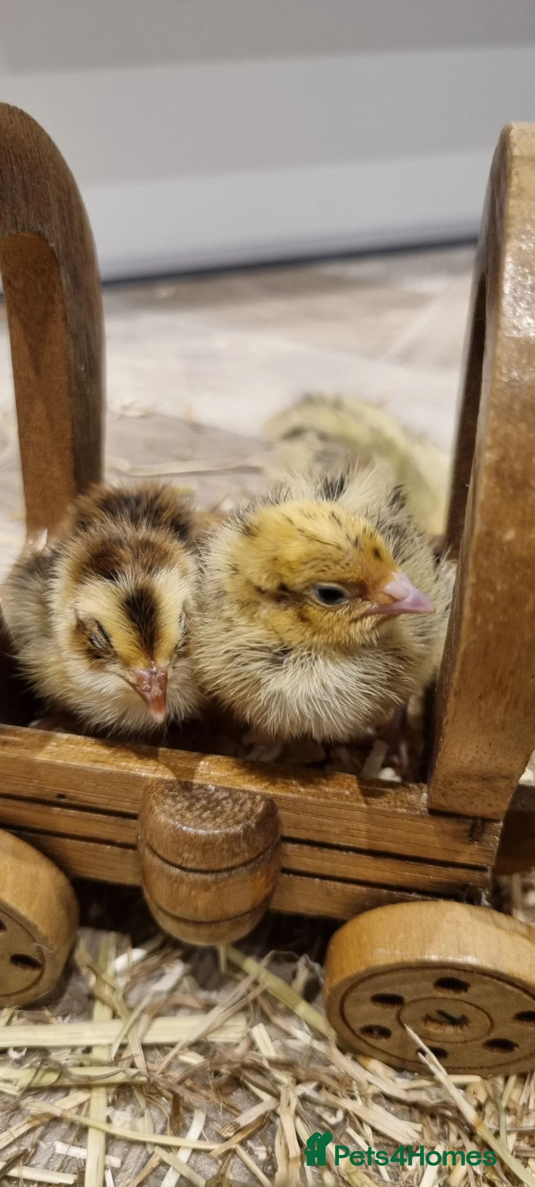 Quail poultry for sale: Coturnix quail chics and hatching eggs  - Advert 11