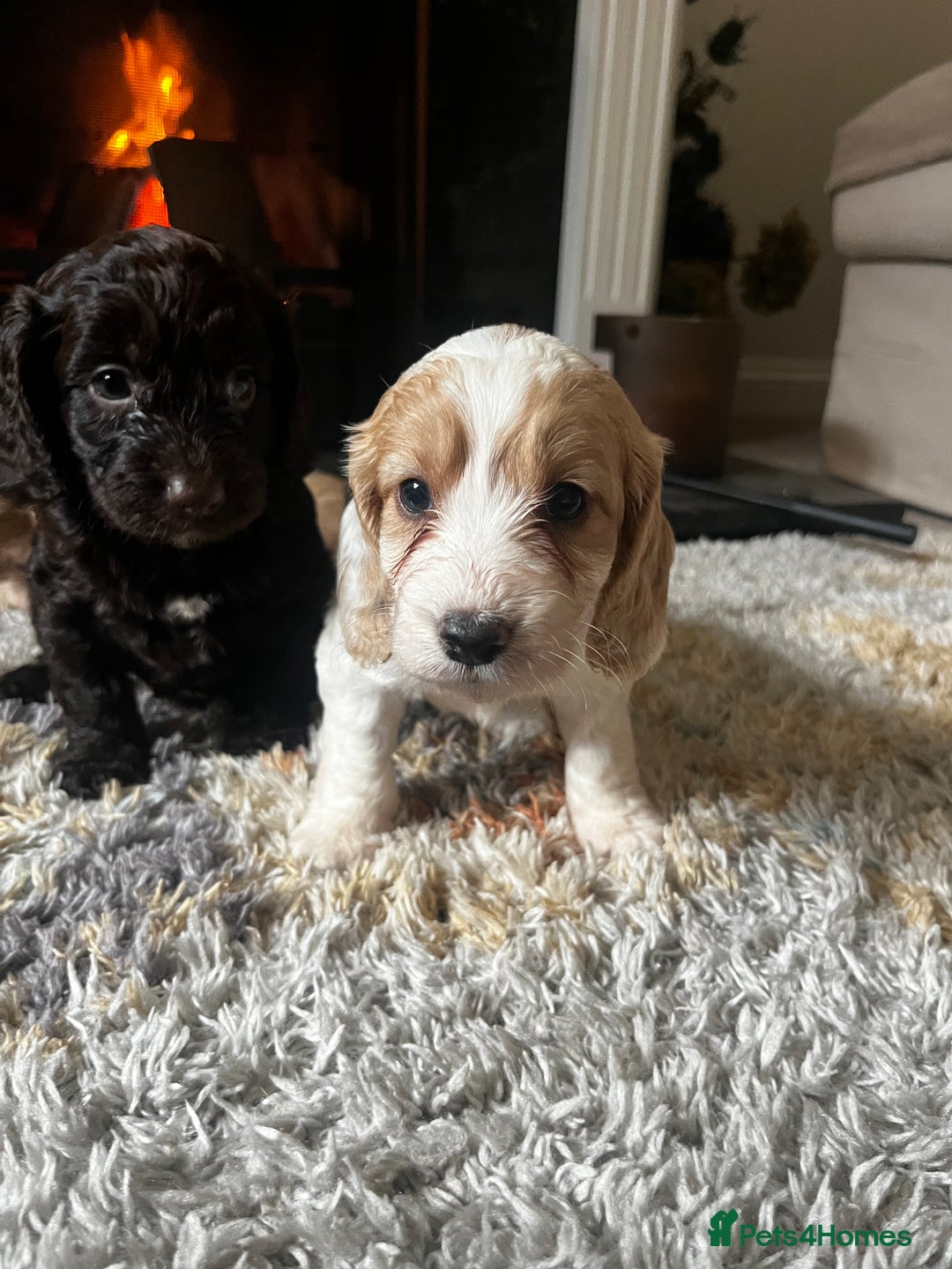 Cockapoo dogs for sale: Cockapoo Puppies Looking For 5* Homes  - Image 13