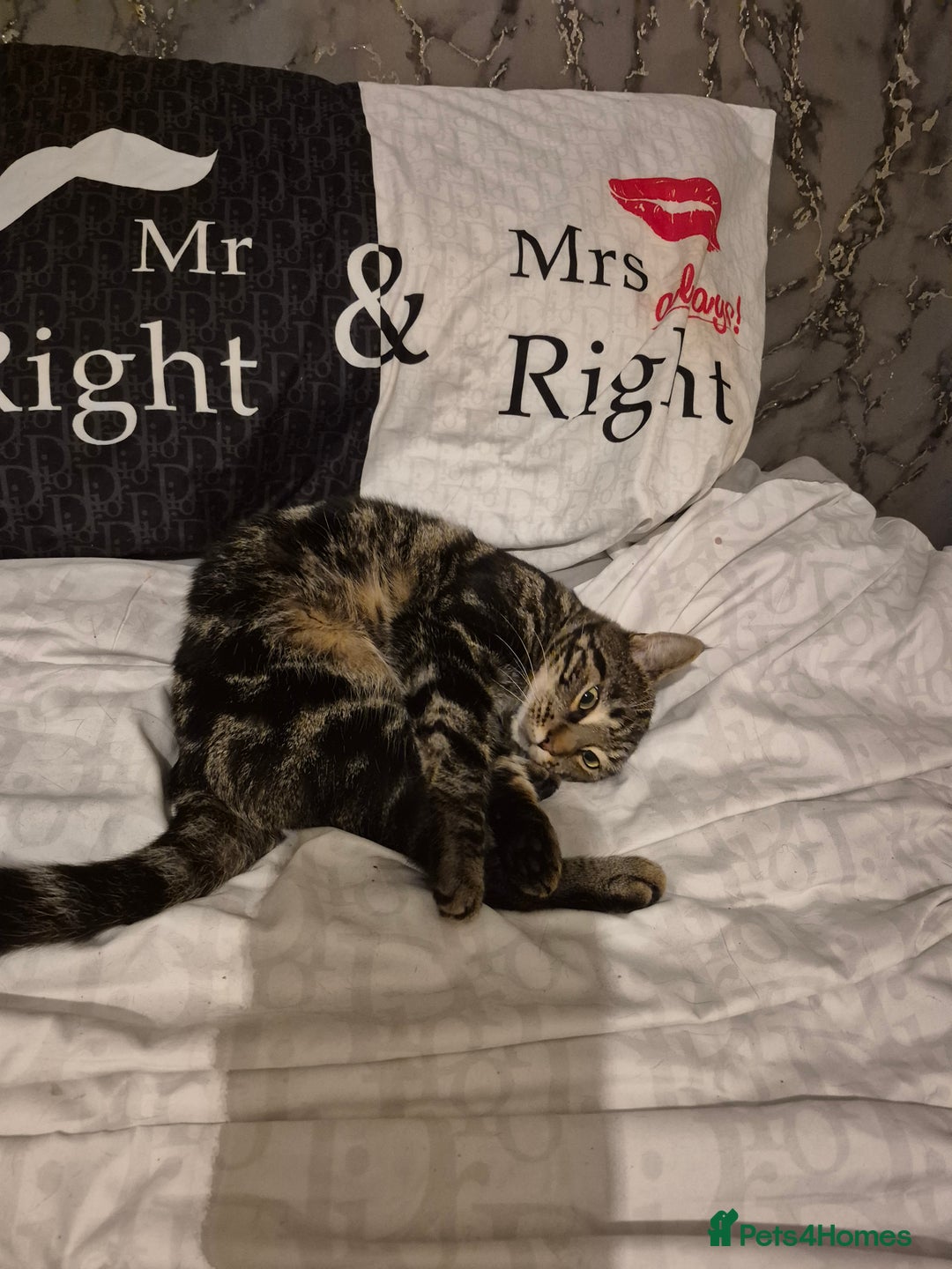 British Shorthair cats for sale: Male cat  - Image 4