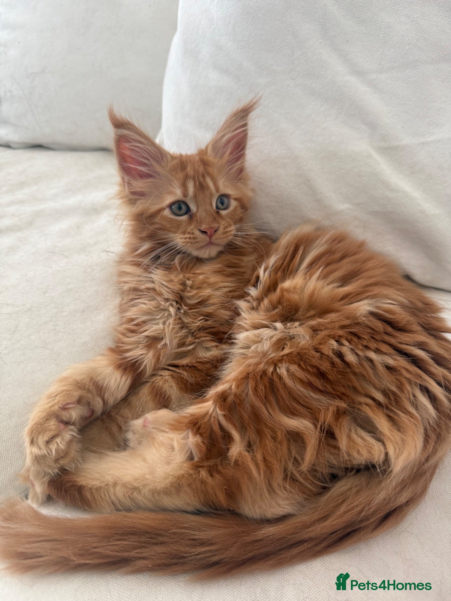 Maine Coon cats One ginger mainecoon left   - Advert 2