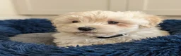 Maltipoo dogs for sale: F1 Maltipoo Puppies For Sale  - Advert 11