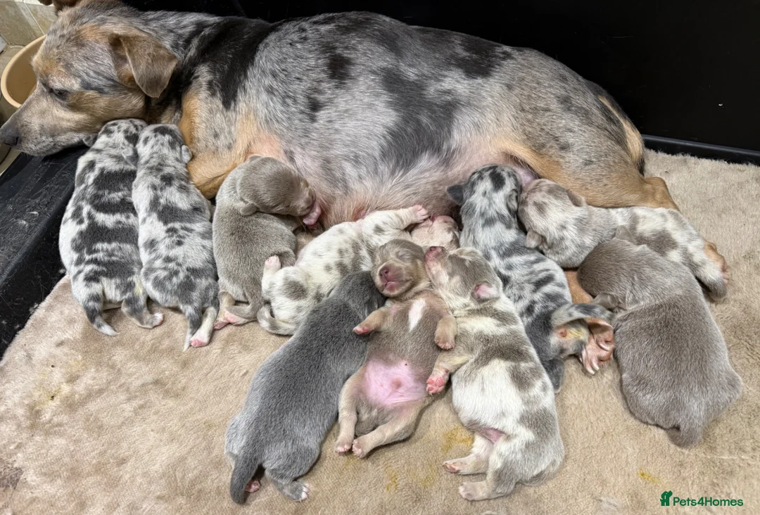 Jack Russell dogs for sale: Merle, blue and lilac Jack Russell pups  in Brecon - Advert 24