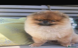 Pomeranian dogs for sale: Kc teddy bear pom babies  - Image 6
