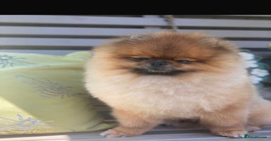 Pomeranian dogs Kc teddy bear pom babies  - Advert 1