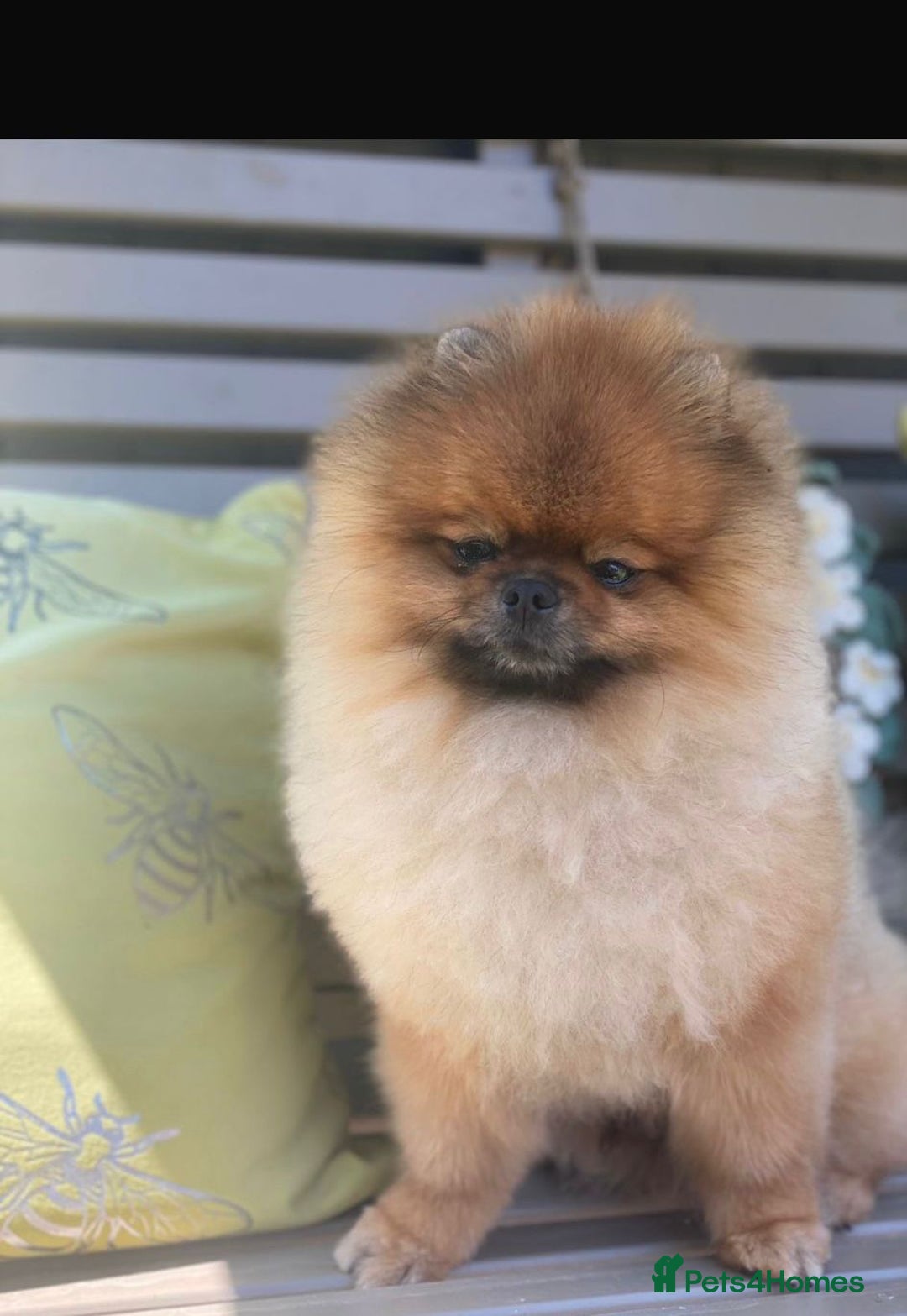 Pomeranian dogs for sale: Kc teddy bear pom babies  - Image 6