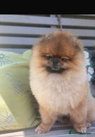 Pomeranian dogs Kc teddy bear pom babies - Advert 1