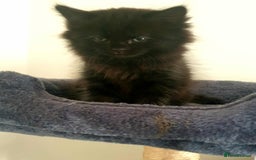 Persian cats for sale: Persian Kittens  - Image 3