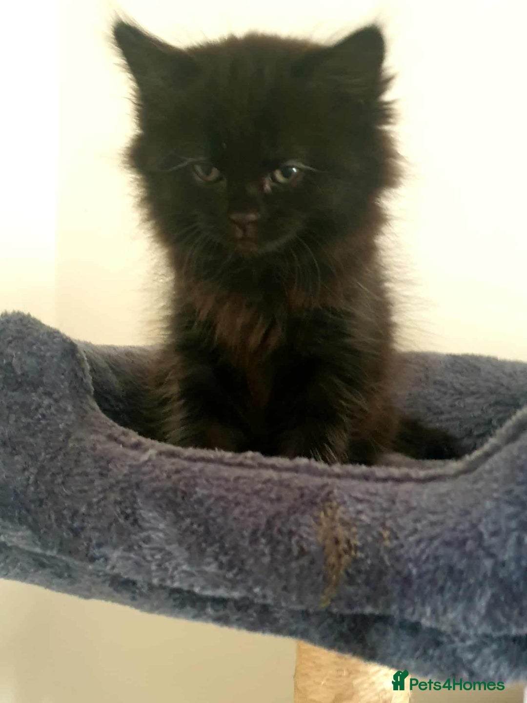 Persian cats for sale: Persian Kittens  - Image 3