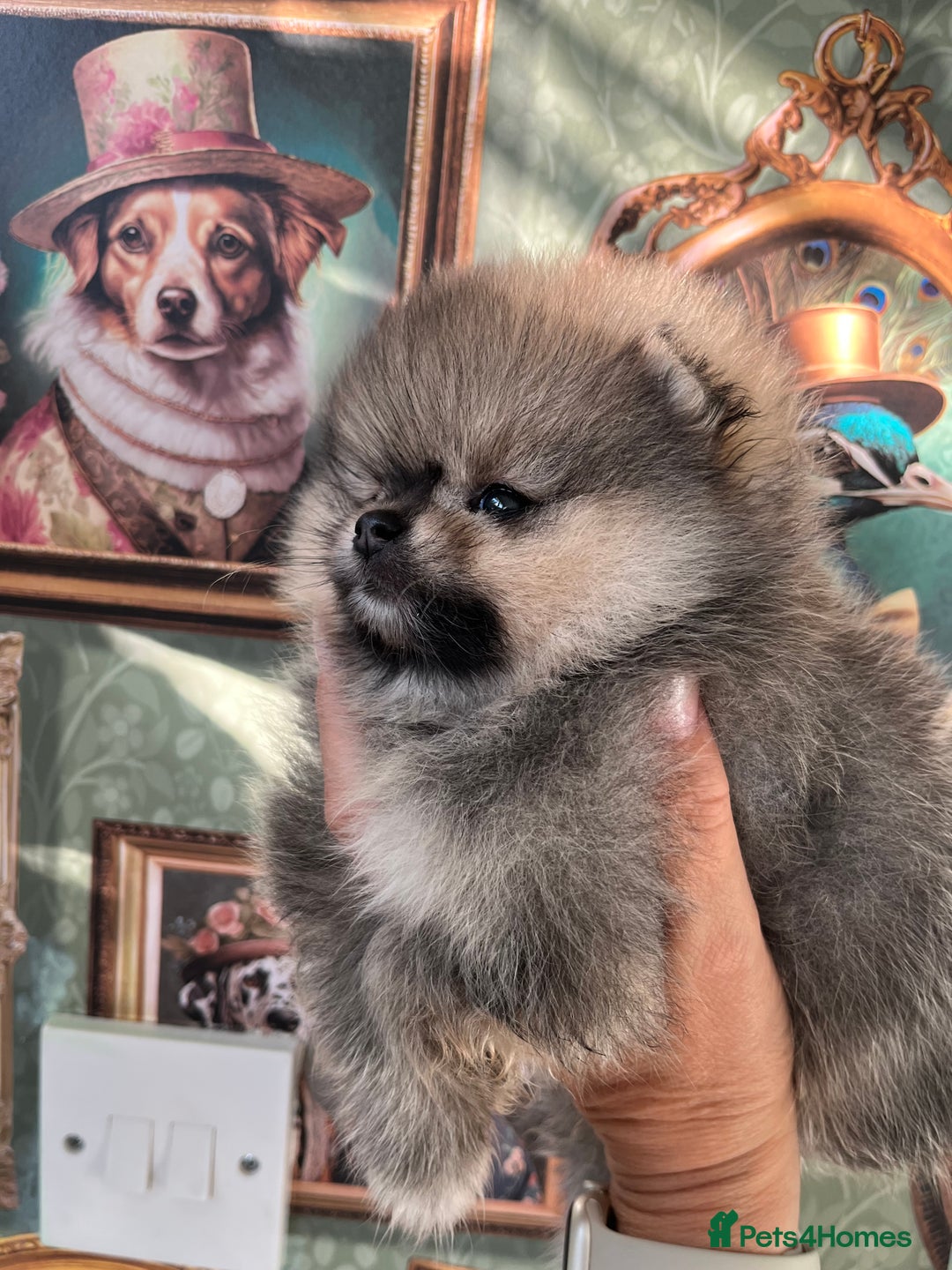 Pomeranian dogs for sale: Amazing Pom puppies from Five Star breeder  - Image 15