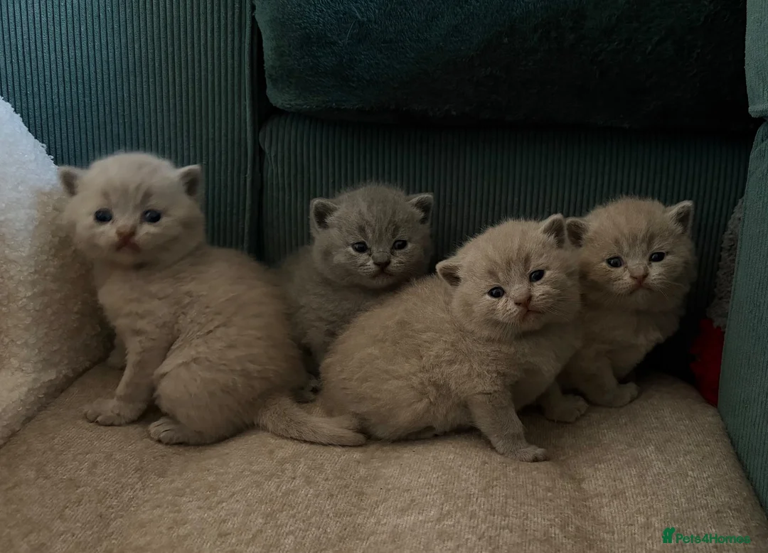 British Shorthair cats for sale: Cuteness beautiful British Shorthair kittens - Advert 2
