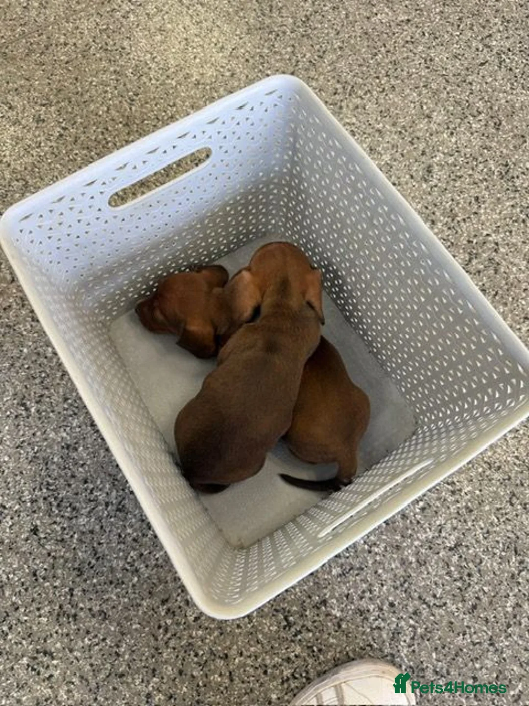 Dachshund dogs for sale: 🐾 Gorgeous Mini Dachshund Puppies 1 Boy & 1 Girl  - Advert 2