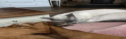 Siamese cats for sale: Pedigree quality kittens  in Longhope - Advert 27