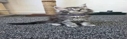 Maine Coon cats for sale: Maine coon pedigree kittens  - Advert 16