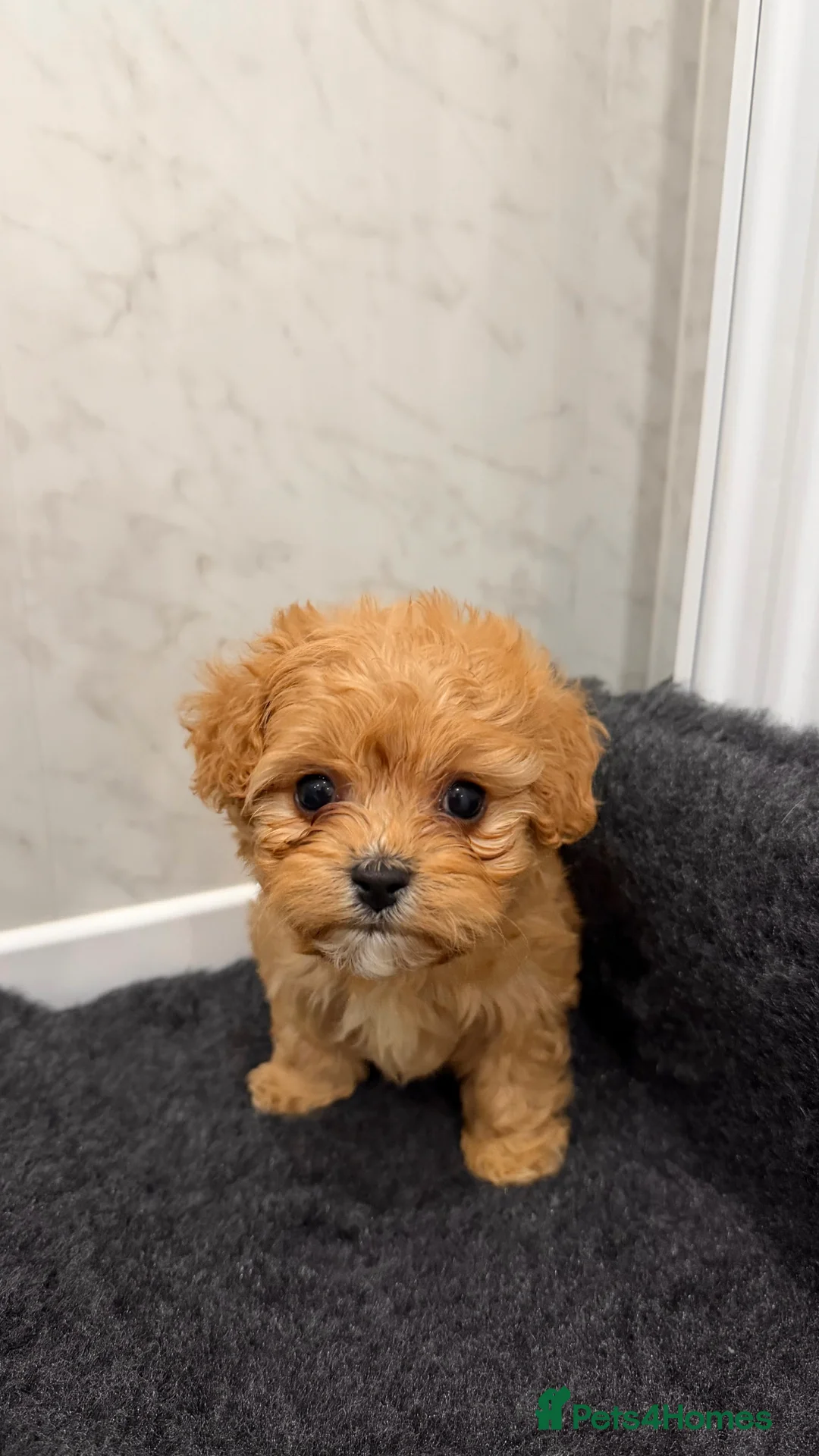 Cavapoochon dogs for sale: Cavapoochon  - Advert 6