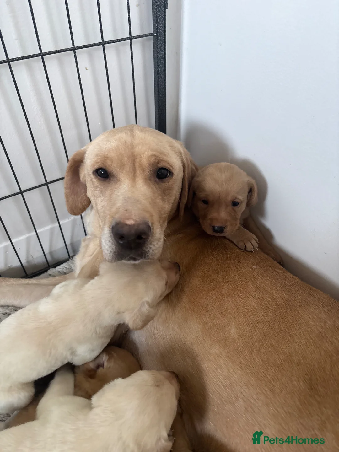 Labrador Retriever dogs for sale: Labrador Puppies  - Advert 2