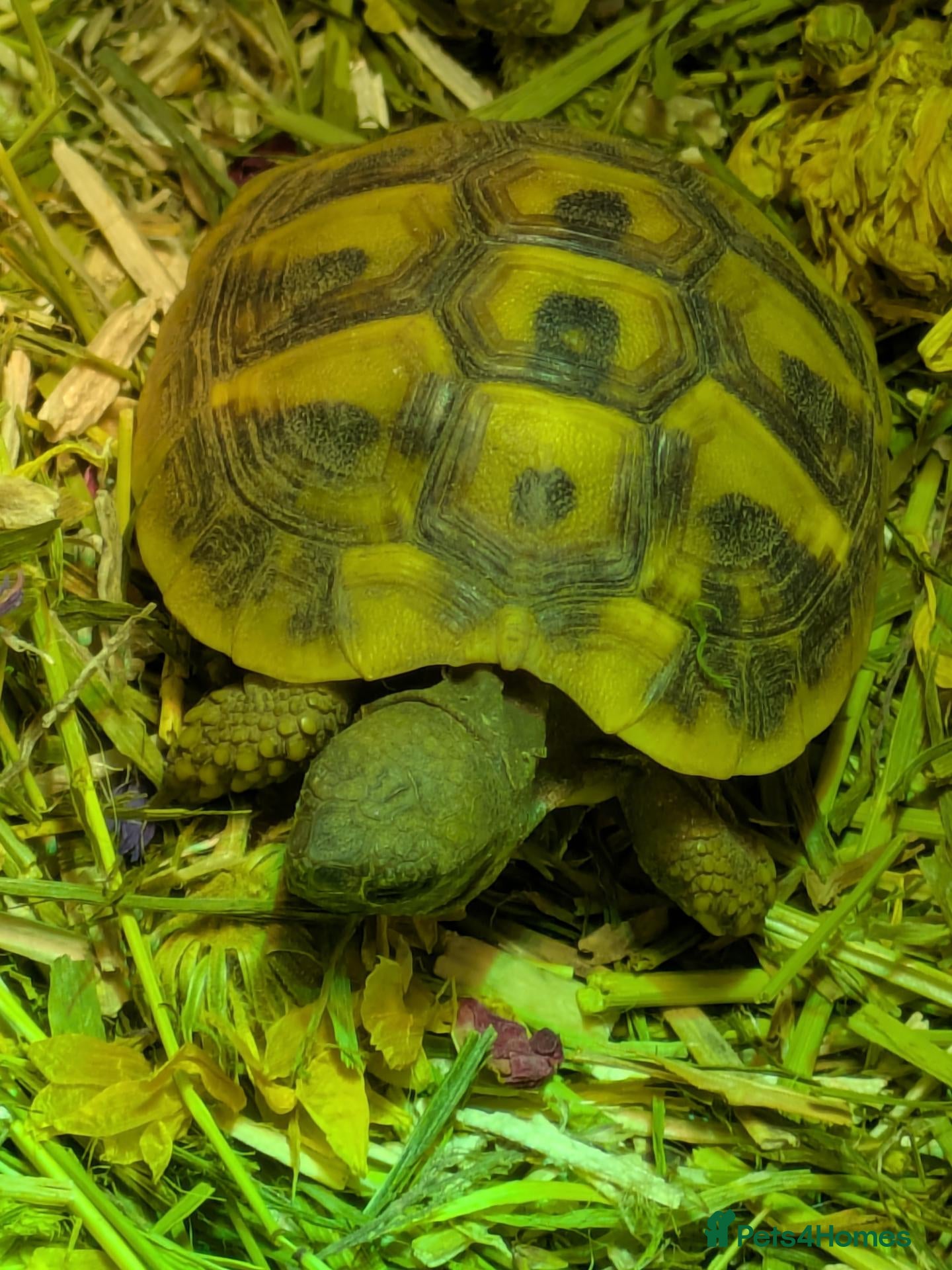 Hermann Tortoise reptiles for sale: Hermann Tortoise  - Advert 1