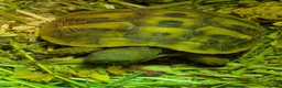 Hermann Tortoise reptiles for sale: Hermann Tortoise  - Advert 1