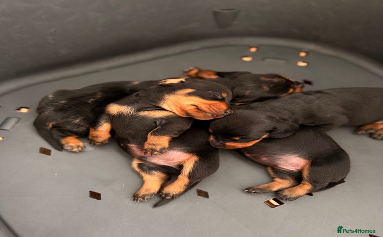 Miniature Dachshund dogs - Advert 5