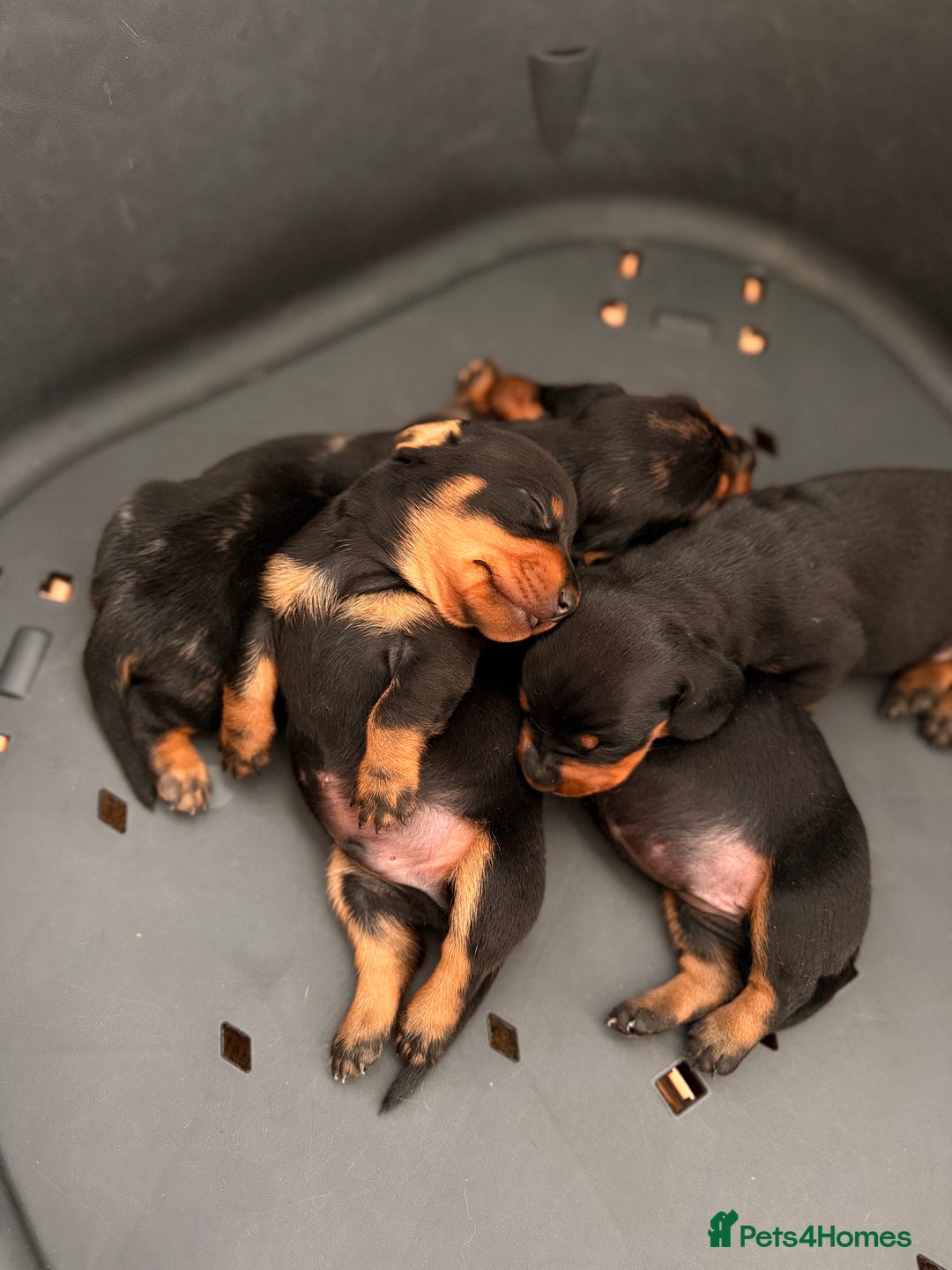 Miniature Dachshund dogs for sale: Miniature Dachshunds For Sale  - Image 1