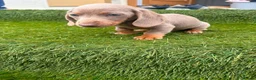 Miniature Dachshund dogs for sale: miniture dachshund - Advert 13