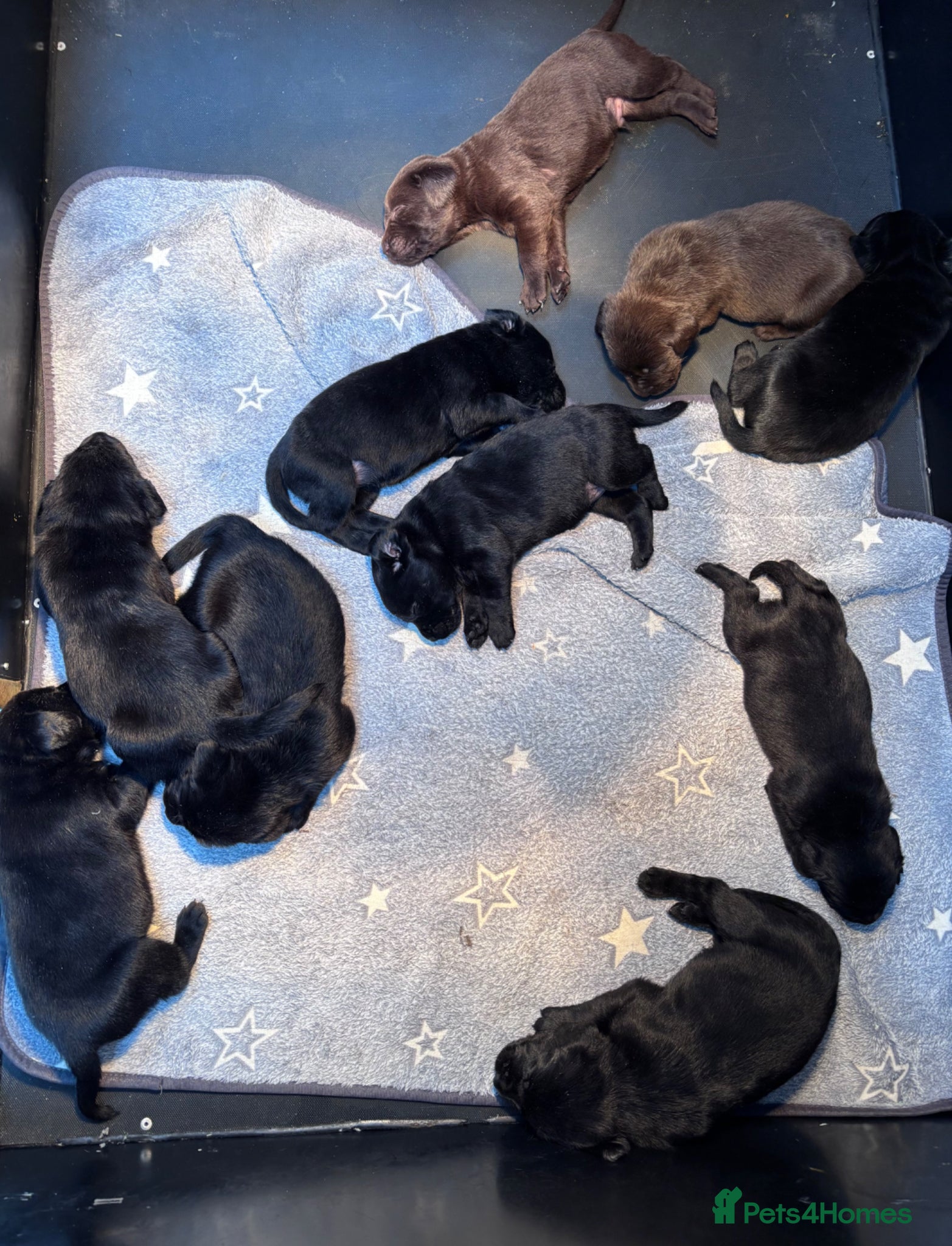 Labrador Retriever dogs True Show Line Chunky Labrador Puppies  - Advert 4